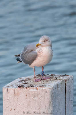 LA mouette prend la pause