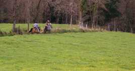 Chevaux dans la prairie