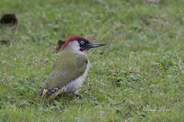 Visiteur du jardin - Pic vert mâle (picus viridis) - Graçay - France.