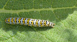 Cuculie du bouillon blanc