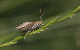 Clédéobie étroite