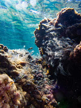 Paysage subaquatique !