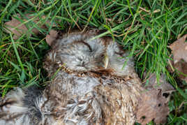 sommeil définitif pour cette chouette tachettée
