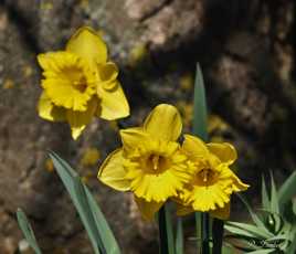 Jolies jonquilles.