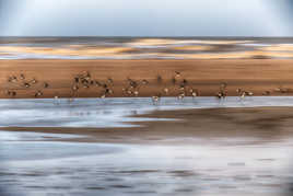 Le vol des bécasseaux