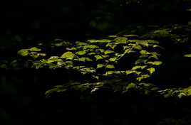 Feuilles de lumière