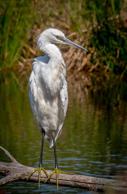 Aigrette...