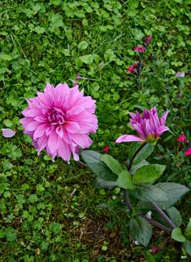 Dahlias