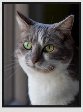 Nala, assise devant la fenêtre.