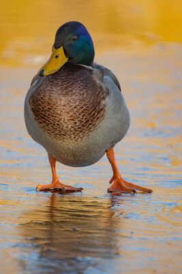 canard