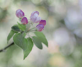 Pomme en devenir - Version couleur
