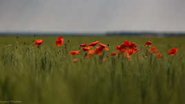 Coquelicots
