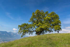 Auprès de mon arbre