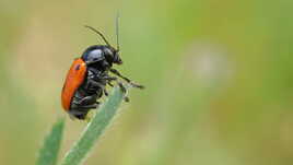 Insecte rouge
