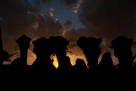 Chameaux et couché du soleil.