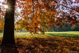 L'automne dans le parc des Célestins