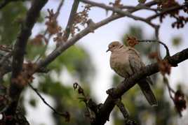 Tourterelle au jardin