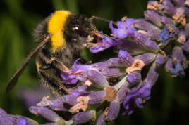 bourdon sur la lavande