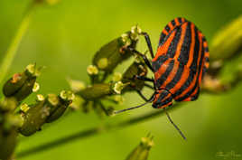 Supporteur du Stade Rennais :))
