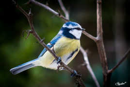 Re bonjour la mésange