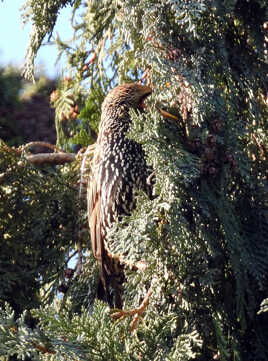 l art du caqmouflage