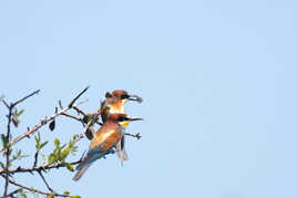 Dans le vent d'Autan