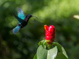 colibri