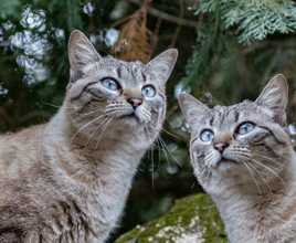 Pompon et son double