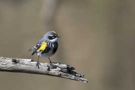 Paruline à croupion jaune