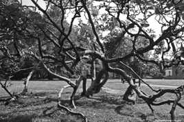 L'arbre couché, en NB