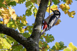 pic epeiche au soleil