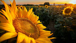 Au coeur du tournesol
