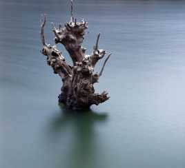 Dead Tree in a frozen lake