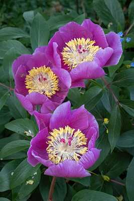 Pivoine mâle