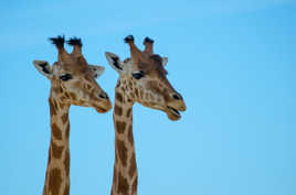 est ce que tu vois ce que je vois ?