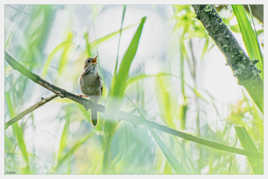 Rossignol philomèle Luscinia megarhynchos - Common Nightingale