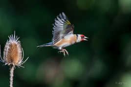 Cardère & chardonneret