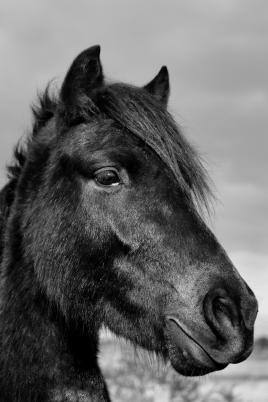 Portrait équin