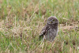 chevêche d'Athéna ( jeune)