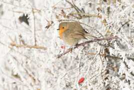 L'hiver du Rouge Gorge