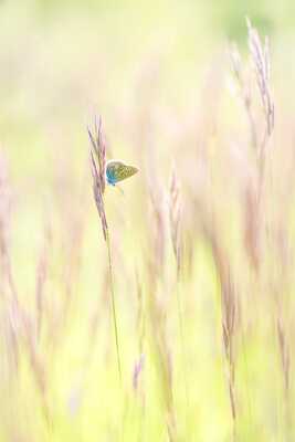Dans les flammes végétales