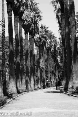 allée bordée de palmiers