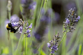 Un peu d'acrobatie...