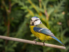 Mésange bleue