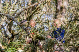 dans les branches...