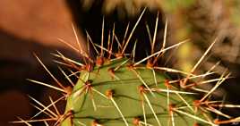 Le monde entier est un cactus...