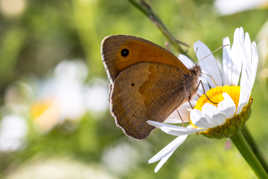 Papillon butinant