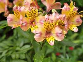 Lis des Incas (Alstroemeria)