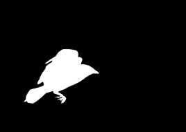 colombe de la guerre