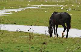 Cheval et ses amis